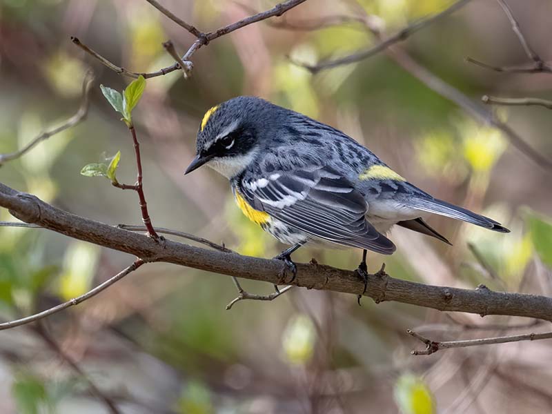 Yellow-rumped Warbler