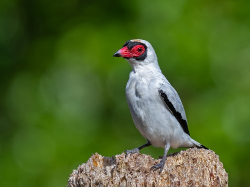 Costa Rica